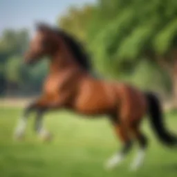 A purebred Arabian horse showcasing elegance and strength in a lush pasture