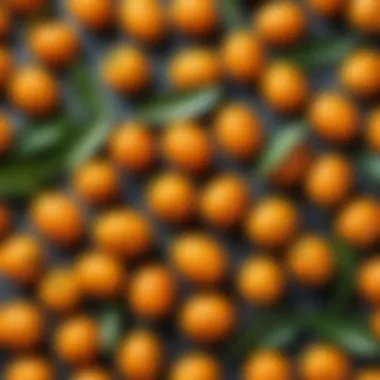 Vibrant kumquat fruit showcasing its refreshing essence