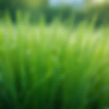 A vibrant display of fresh barley grass with dew drops glistening