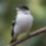 Close-up view of a white-breasted bird perched gracefully on a branch.