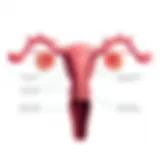 Biological Differences in Reproductive Systems Illustration showing the biological differences in reproductive systems