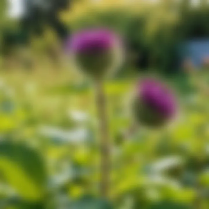 Burdock plant in a lush garden setting