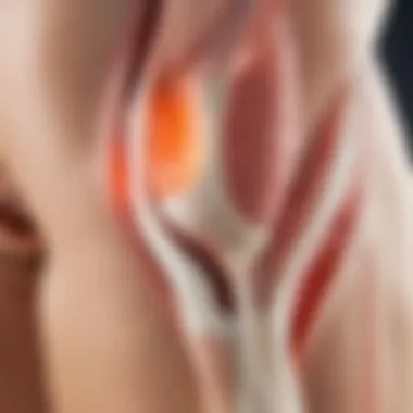 Impact of Collagen on Joint Health Diagram showing the effects of collagen on joint health