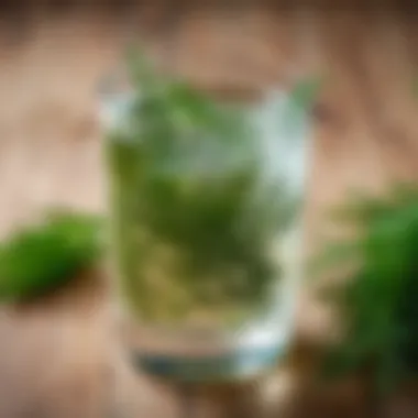 An elegant glass of dill water with fresh dill sprigs