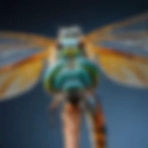 Close-up of a dragonfly showcasing its intricate wing structure