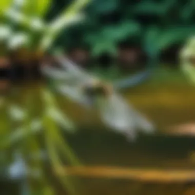 A dragonfly in flight near a pond, emphasizing its ecological role