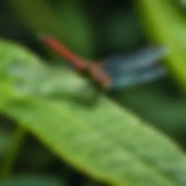 A dragonfly perched on a leaf with its legs visible