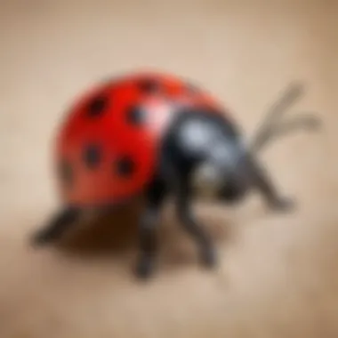 Proud Display of the Completed Clay Ladybug Finished clay Ladybug figure displayed proudly