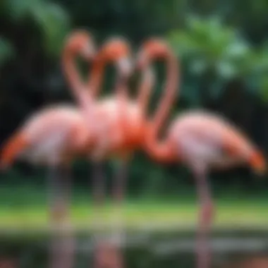 Educational aspects of flamingos in animation