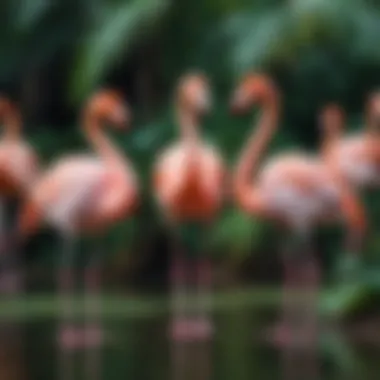 A whimsical story featuring flamingos