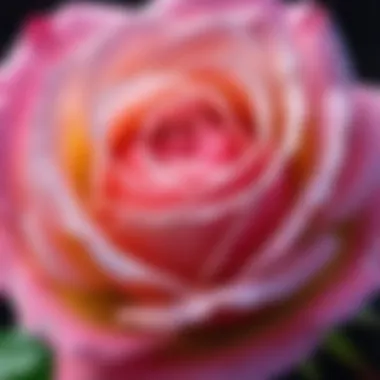 A close-up of the rose, representing beauty and fragility