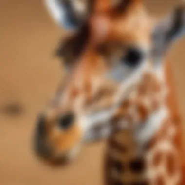 A close-up of a giraffe's intricate coat pattern showcasing its uniqueness.