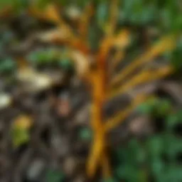 Golden root plant in a natural setting