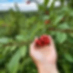 A vibrant guarana plant with its unique seeds