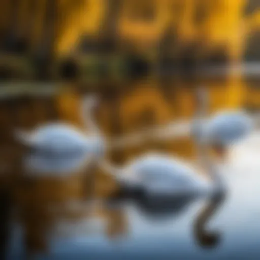 A serene landscape depicting swans gracefully floating on a river.