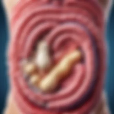 Understanding Probiotic Impact on Gut Health Illustration of the gut health with probiotic effects