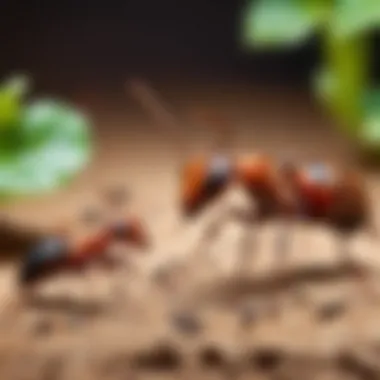Moral Lessons from the Ant's Adventure A depiction of moral lessons highlighted in the tale