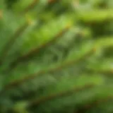 Close-up view of fir needles showcasing their unique structure and morphology