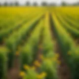 Vibrant sesame plants flourishing in a field