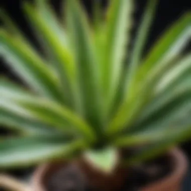 A close-up view of a healthy aloe vera plant ready for pruning.