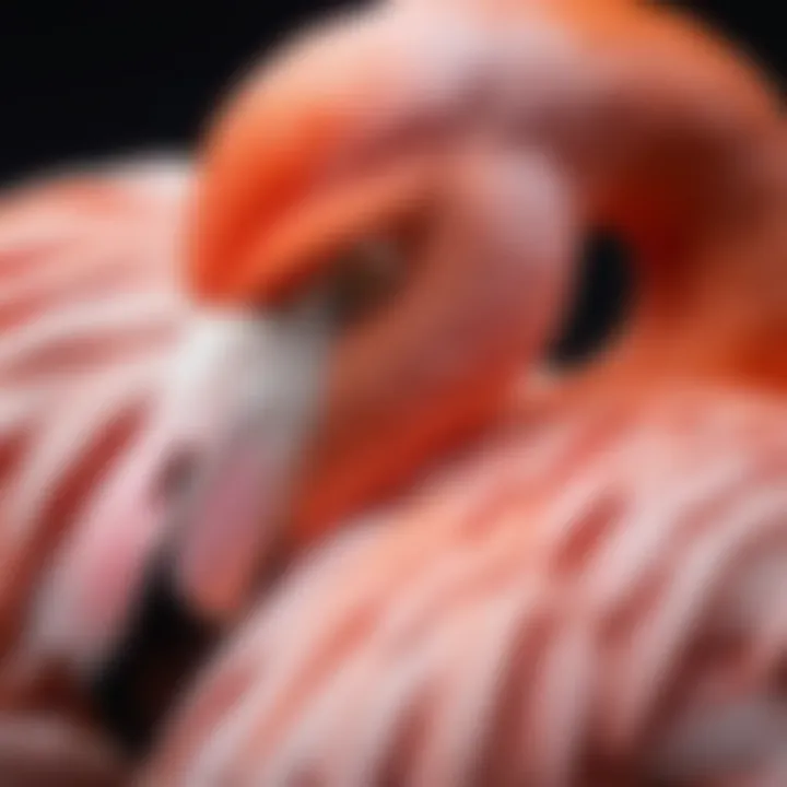 Close-up of detailed flamingo features in clay