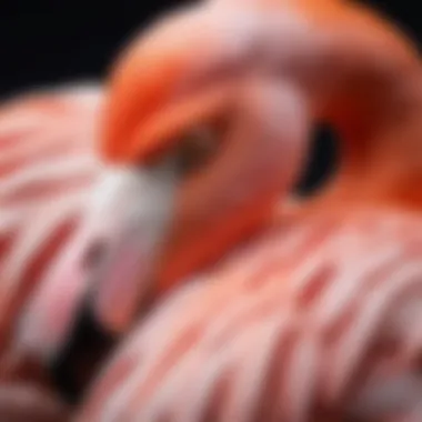 Detailed Features of a Flamingo Close-up of detailed flamingo features in clay