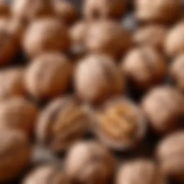 Understanding Walnut Freshness Factors Factors affecting walnut freshness and longevity