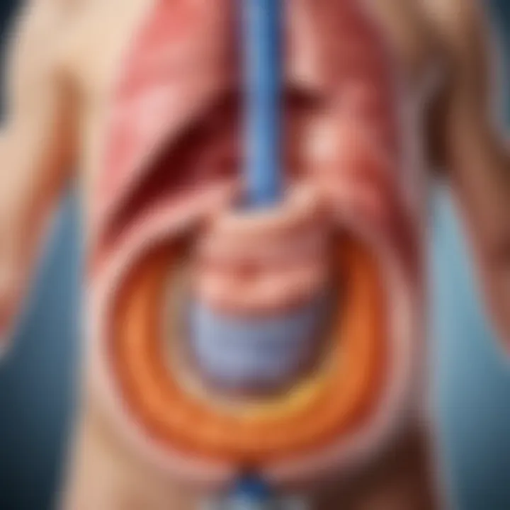 A detailed diagram of an infant's digestive system showing gas buildup areas