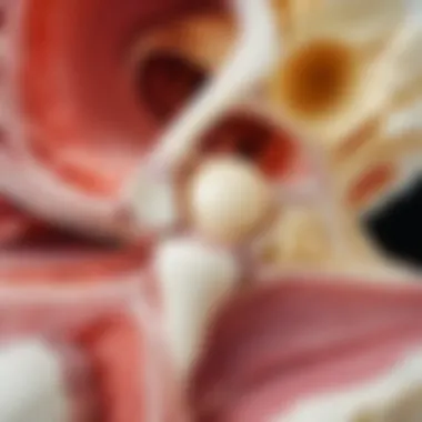 Understanding Joint Health and Cartilage An anatomical diagram of a healthy joint showcasing cartilage