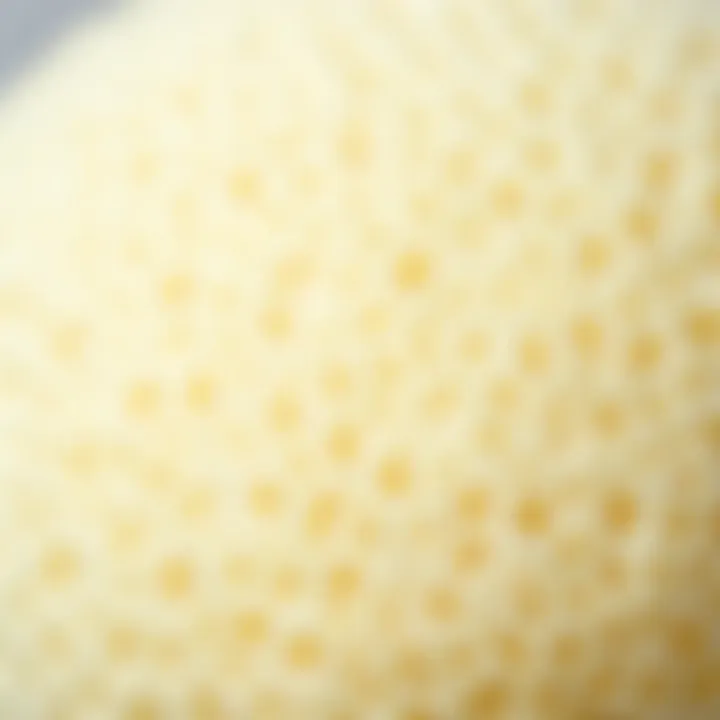 Close-Up of Konjac Sponge Texture Close-up of konjac sponge texture