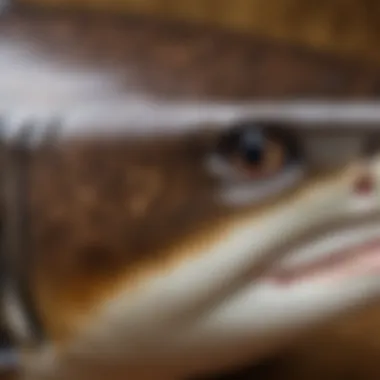 Close-up of the unique skin texture and patterns of the largest shark species.