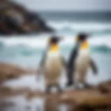 Two interconnected penguins navigating a challenging environment