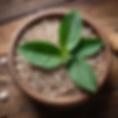 Natural Sources Rich in Magnesium Natural sources of magnesium