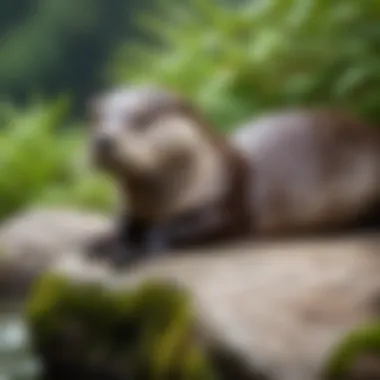 Male otter resting on a rock in a lush environment