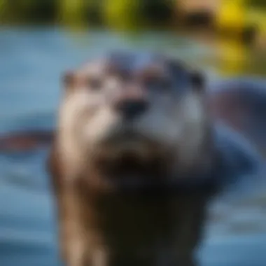 Male otter swimming gracefully in the water