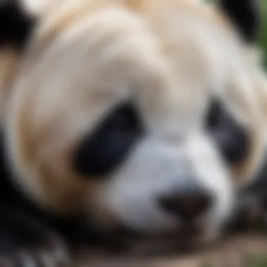 Close-up of a panda's face while sleeping