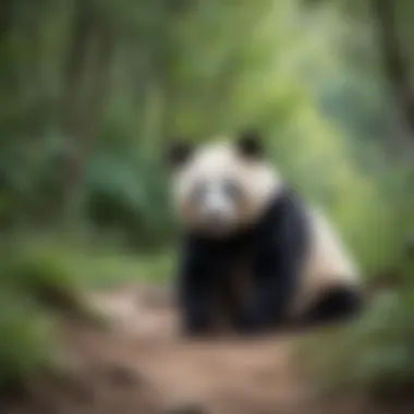 Panda interacting with its environment during wakefulness