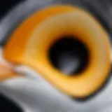 Close-up of a penguin's ear anatomy highlighting unique structures