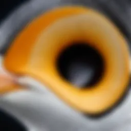 Close-up of a penguin's ear anatomy highlighting unique structures