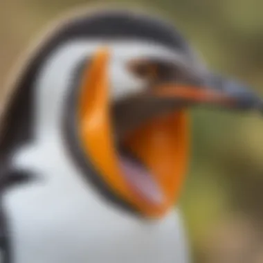 Diagram illustrating how penguin ears aid in communication during hunting