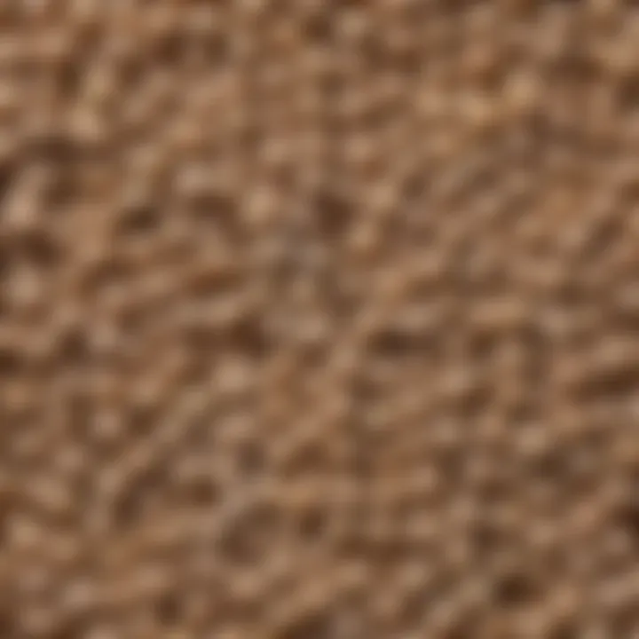 Close-up of buckwheat grains showcasing their texture