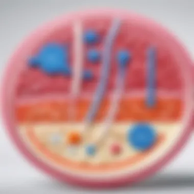 Diagram showing the mechanisms of action of probiotics.