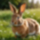 A graceful rabbit in a meadow showcasing its physical features.