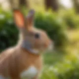 A rabbit communicating with subtle sounds in a natural setting