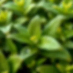 Fresh sage leaves with dew