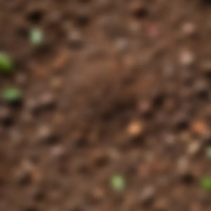 Close-up of different soil types highlighting their unique characteristics for vegetable growth.