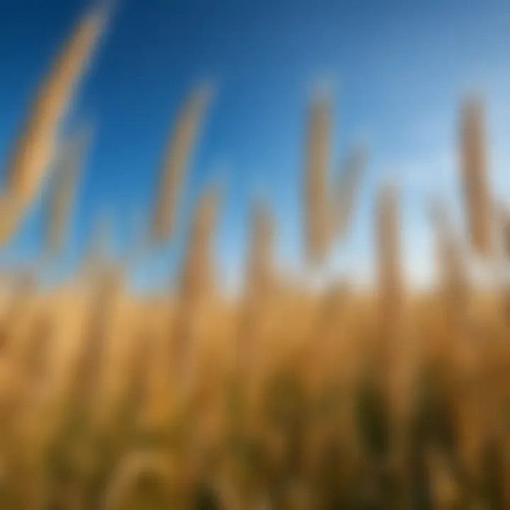 A field of spelt ready for harvest under a clear blue sky