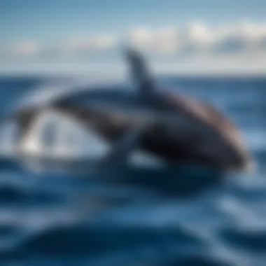 A majestic sperm whale swimming gracefully in the ocean.