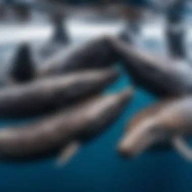 Sperm whales socializing and communicating in a pod.