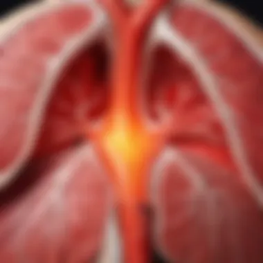 Diagram illustrating taurine's effects on the myocardium